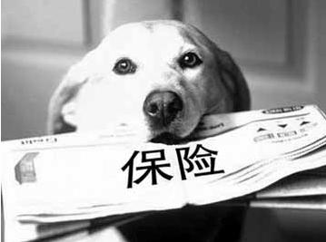 寵物保險(xiǎn)怎么挑選？有寵物的你確定不了解一下？